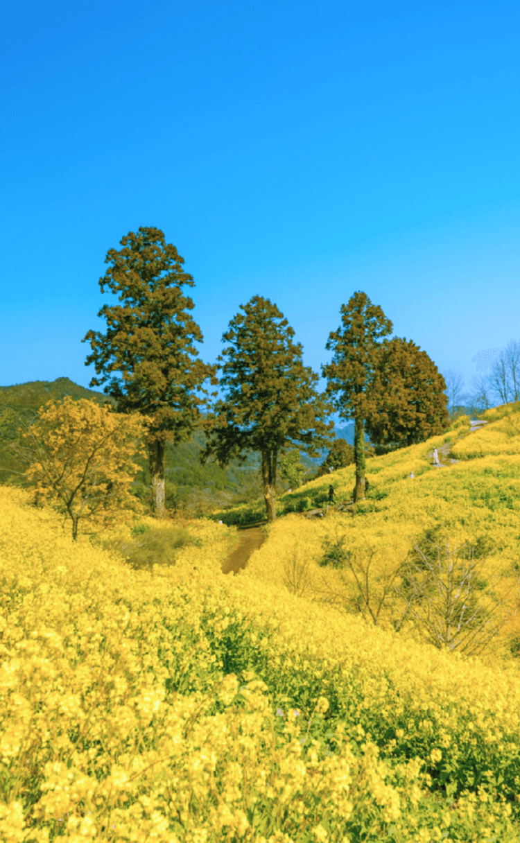伊予市の風景5