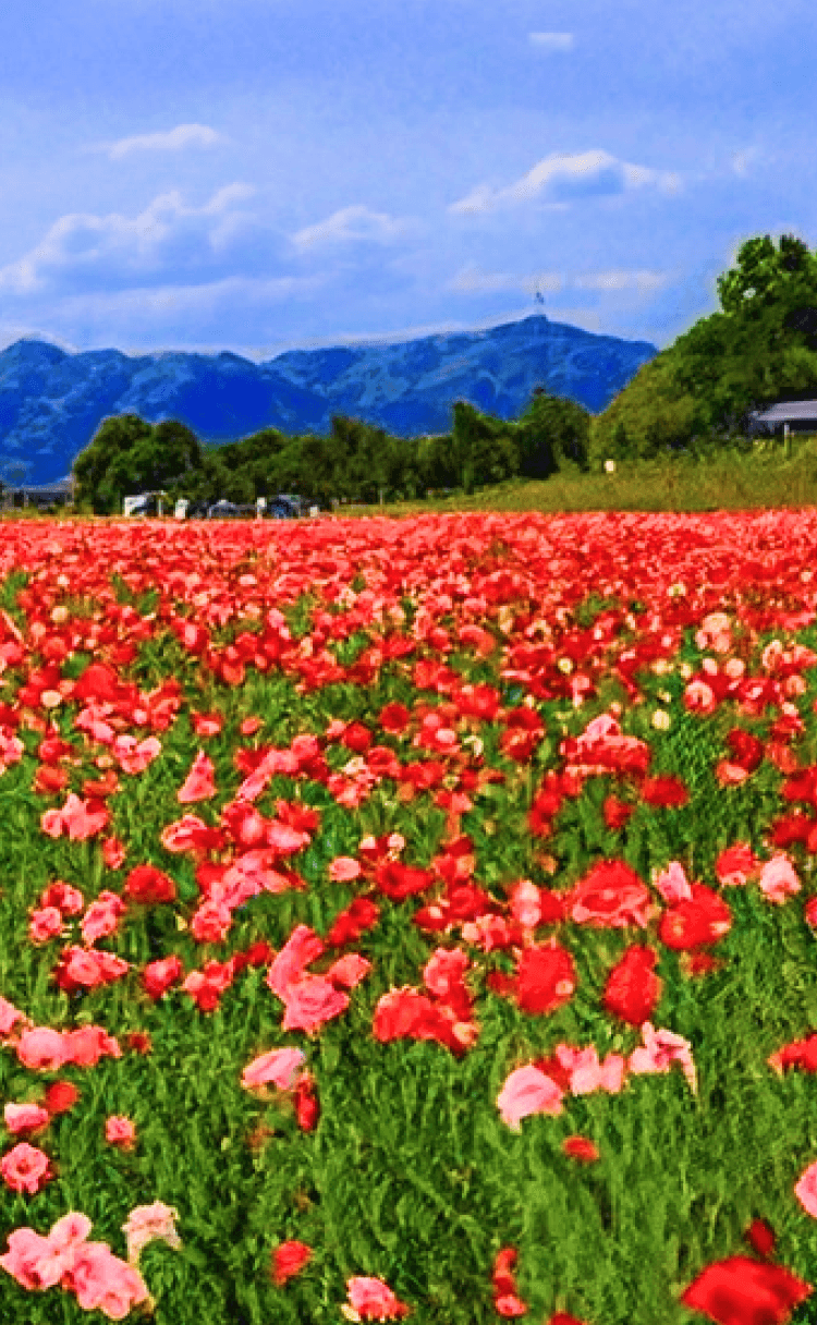 笠岡市の風景4