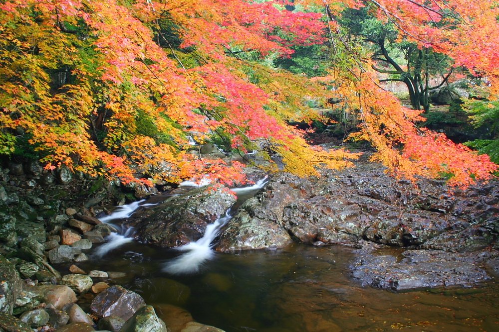 紅葉の渓谷を流れる清流