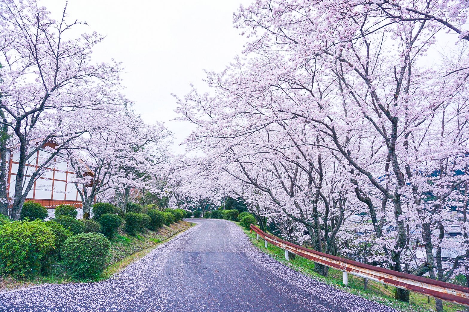 川沿いに咲く松野町の桜並木